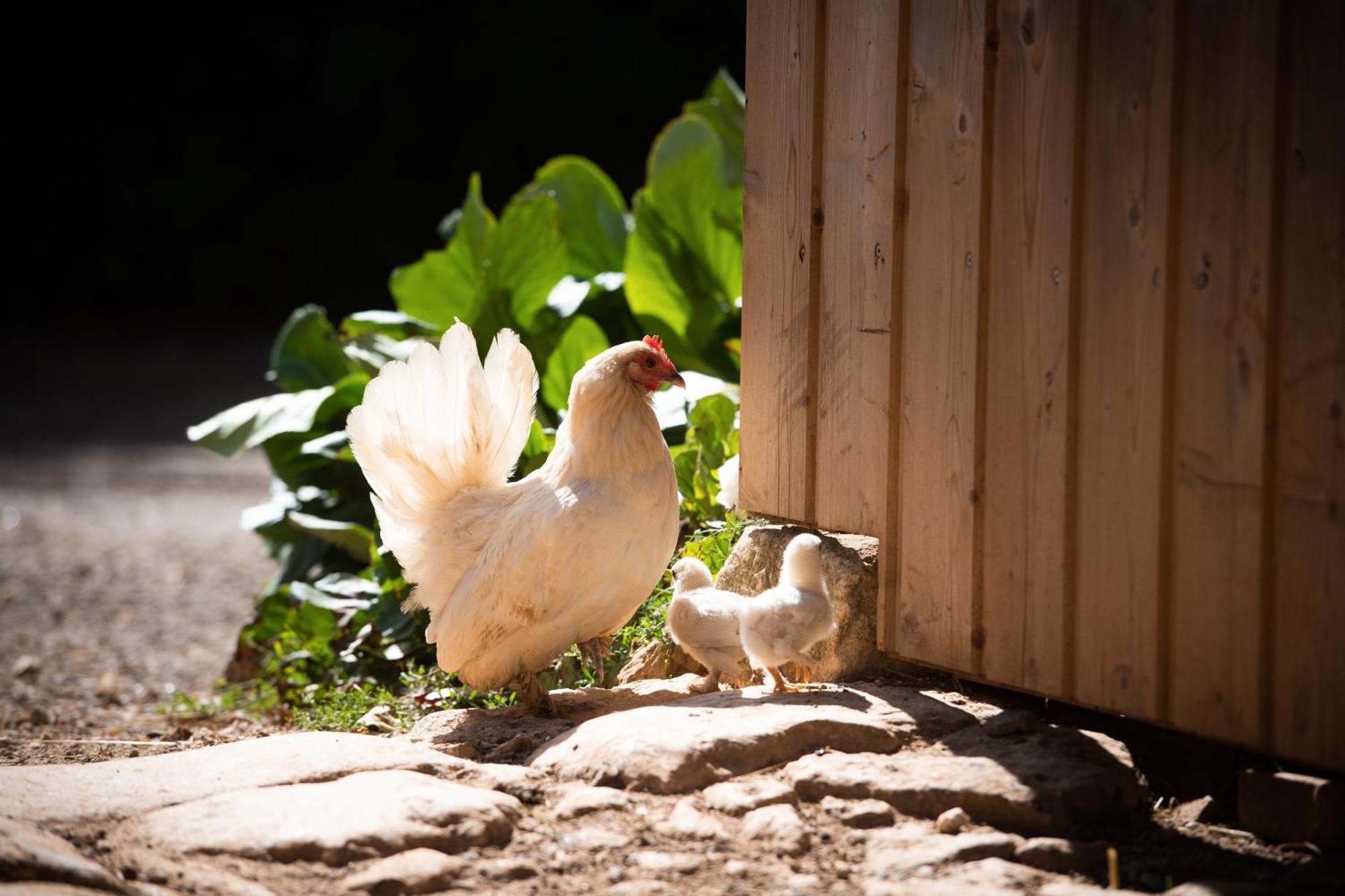 Domaine De La Briouse Bed & Breakfast Sanxay ภายนอก รูปภาพ