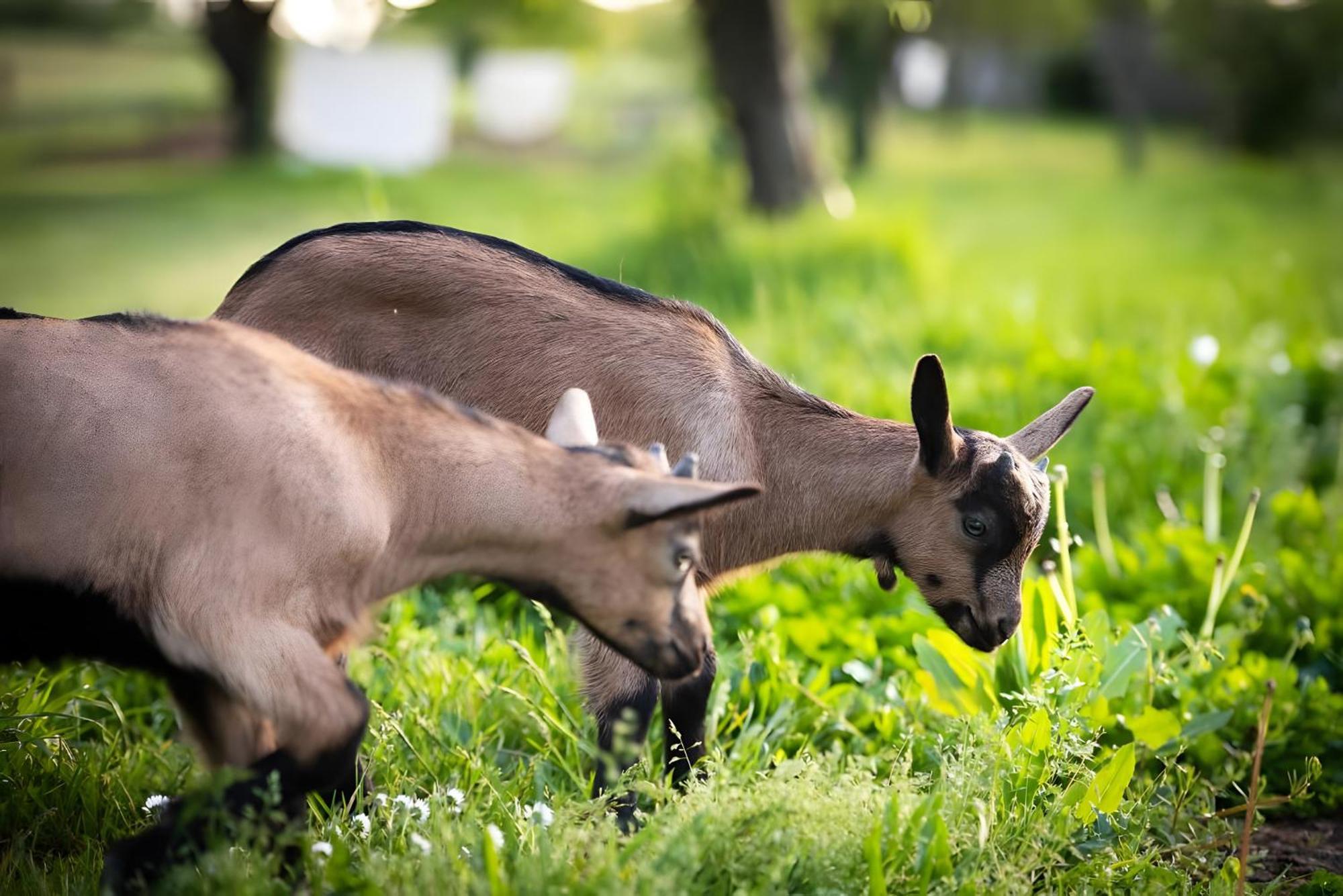 Domaine De La Briouse Bed & Breakfast Sanxay ภายนอก รูปภาพ